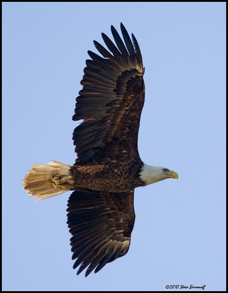 _0SB8962 american bald eagle.jpg
